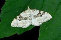 Xanthorhoe montanata