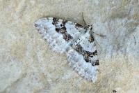 Xanthorhoe montanata