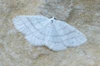 Cabera pusaria