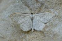 Scopula floslactata