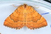 Camptogramma bilineata