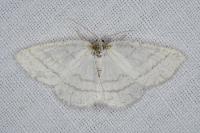 Cabera pusaria