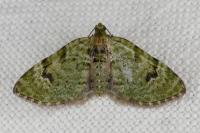 Chloroclystis v-ata