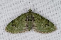 Chloroclystis v-ata