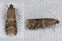 Ephestia woodiella/parasitella/elutella