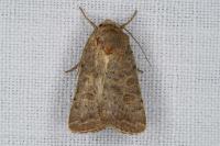 Hoplodrina