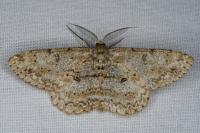 Hypomecis punctinalis