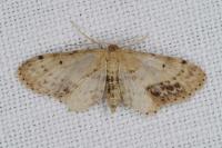 Idaea dimidiata