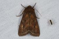 Lacanobia oleracea