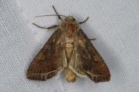 Lacanobia oleracea