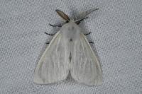 Leucoma salicis