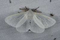 Leucoma salicis