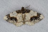 Ligdia adustata