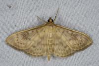 Patania ruralis