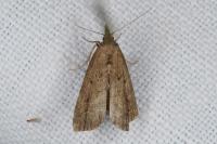 Schrankia costaestrigalis