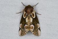 Thyatira batis