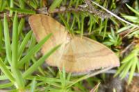Rhodostrophia calabra