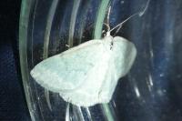 Pseudoterpna pruinata