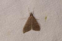 Mecyna asinalis