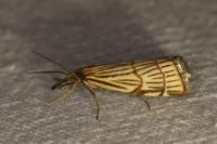 Chrysocramboides craterellus