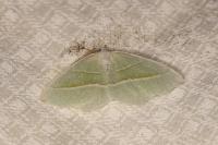 Campaea margaritaria