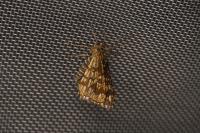 Chiasmia clathrata