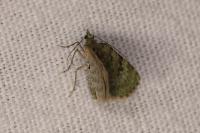 Chloroclystis v-ata