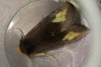 Diachrysia chryson