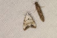 Nola infantula