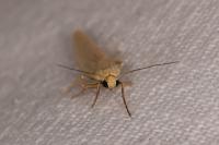Indalia pygmaeola pallifrons