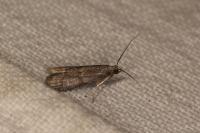 Glyptoteles leucacrinella