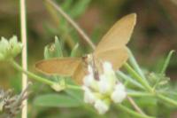 Minoa murinata
