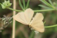 Minoa murinata