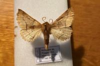 Crocallis dardoinaria