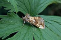 Polychrysia moneta