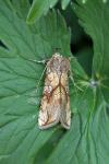 Polychrysia moneta