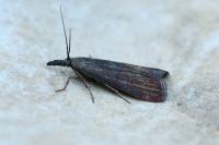Hypochalcia ahenella