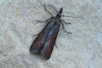 Hypochalcia ahenella