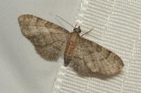 Eupithecia haworthiata