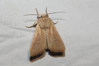 Mythimna sicula