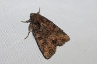 Oligia