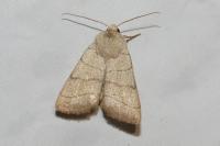Charanyca trigrammica