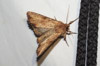 Apamea sublustris