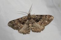 Peribatodes ilicaria ilicaria