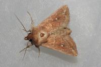 Mythimna albipuncta