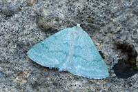 Pseudoterpna pruinata