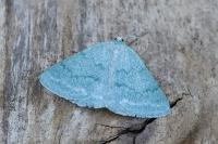 Pseudoterpna pruinata