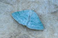 Pseudoterpna pruinata