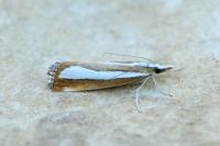 Catoptria pyramidellus