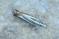 Catoptria pyramidellus